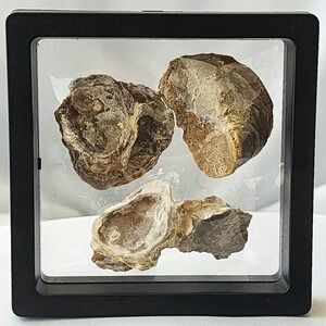 Late Cretaceous Period Extinct Oyster Fossil Group Display Specimen Natural Rare